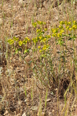 Euphorbia cheiradenia