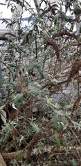 Buddleja