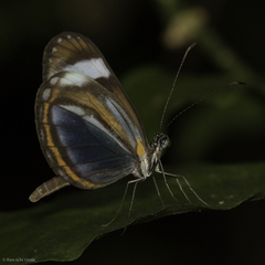 Dismorphia theucharila fortunata