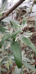Buddleja