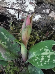 Stenorrhynchos albidomaculatum