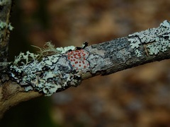 Ramboldia russula