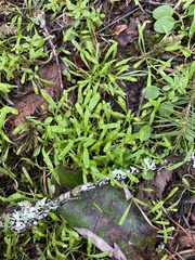 Claytonia parviflora