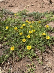 Oxalis bisfracta