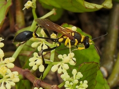 Sceliphron fistularium