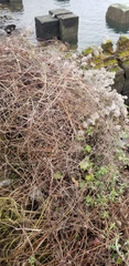 Rubus bifrons