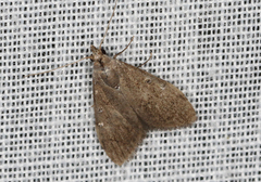 Nola pleurosema