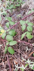 Rubus bifrons