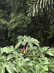 Cecropia obtusifolia