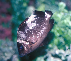 Plectorhinchus gibbosus
