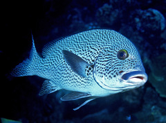 Plectorhinchus pica