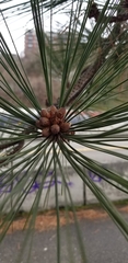 Pinus ponderosa