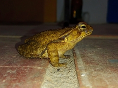 Rhinella crucifer