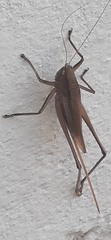 Neoconocephalus brevis