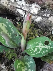 Stenorrhynchos albidomaculatum