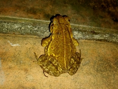 Rhinella crucifer