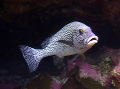Plectorhinchus pica