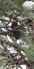 Pinus ponderosa