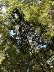 Podocarpus laetus