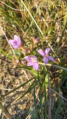 Acisanthera alsinaefolia