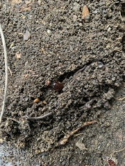 Parcoblatta pennsylvanica