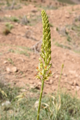 Eremurus spectabilis