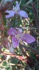 Acisanthera alsinaefolia