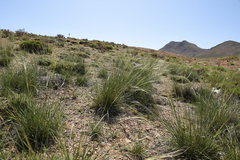 Stipa capillata