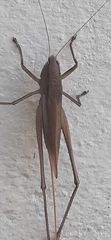 Neoconocephalus brevis