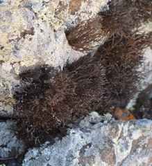 Roccella canariensis