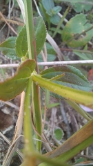 Acisanthera alsinaefolia