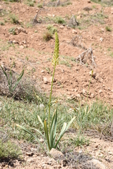 Eremurus spectabilis