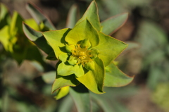 Euphorbia cheiradenia