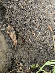 Parcoblatta pennsylvanica