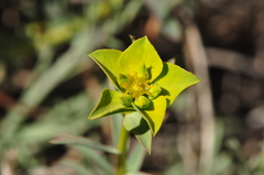 Euphorbia cheiradenia