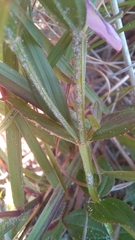 Acisanthera alsinaefolia