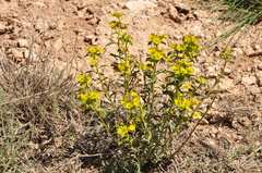 Euphorbia cheiradenia
