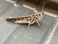 Rhammatocerus pictus