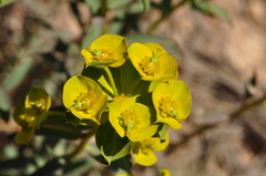 Euphorbia cheiradenia