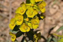 Euphorbia cheiradenia
