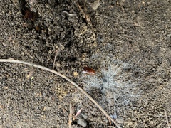 Parcoblatta pennsylvanica