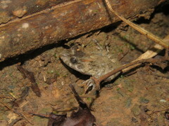 Leptodactylus leptodactyloides