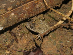 Leptodactylus leptodactyloides