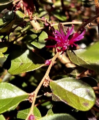 Loropetalum chinense
