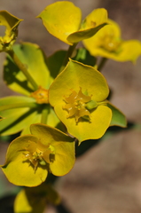 Euphorbia cheiradenia