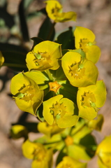 Euphorbia cheiradenia