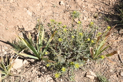 Euphorbia cheiradenia