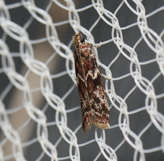 Ephestiopsis oenobarella