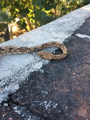 Trimorphodon biscutatus