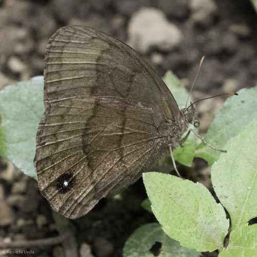 Forsterinaria neonympha image